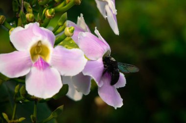 Tropikal Bahçede Yeşil Tomurcuklu Yumuşak Pembe Trompet Çiçeğiyle beslenen Siyah Marangoz Arısı, Detaylı Makro Böcek, Çiçek ve Vahşi Yaşam Doğa Fotoğrafçılığı