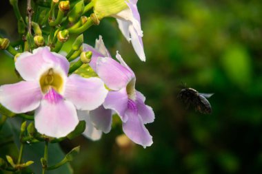 Siyah Marangoz Arı Yeşil Tomurcuklu Yumuşak Pembe Trompet Çiçeği ve Doğal Yeşil Bokeh Arkaplanı, Tropikal Bahçe Macro Vahşi Yaşam Fotoğrafçılığı