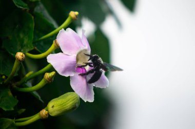 Siyah Marangoz Arı Tozlaştıran Pembe Tropikal Çiçek, Yaban Arısı Fotoğrafçılığı Yumuşak Yeşil Arı Arısı ve Doğal Bokeh Nektarı Topluyor