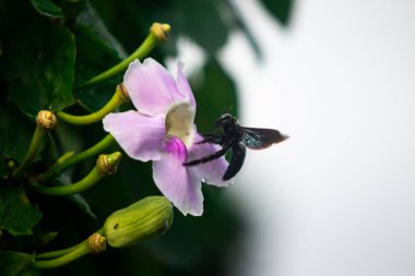 Siyah Marangoz Arı Pembe Tropikal Çiçeğe doğru Uçuyor, Tozlaştırıcı Böceğin Makro Fotoğrafı Orta Havada Yumuşak Yeşil Arkaplan ve Doğal Işık Arkaplanı