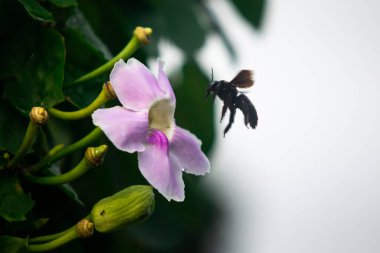 Siyah Marangoz Arı Pembe Tropikal Çiçekten Uçuyor, Tozlaştırıcı Böceğin Makro Çekimi Orta Havada Yumuşak Yeşil Bokeh Arkaplanı ve Doğal Işık Arkaplanı