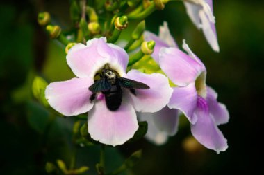 Siyah Marangoz Arı Tozlaştırıcı Pembe Çiçek, Polen Böceğinin Yumuşak Yeşil Bokeh Doğal Arkaplanlı Nektarla Beslenen Makro Fotoğrafı
