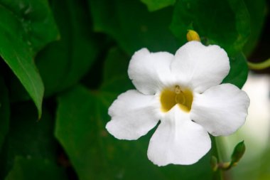 Tropikal Bahçede Yumuşak Yeşil Arkaplanda Çiçek açan Beyaz Trompet