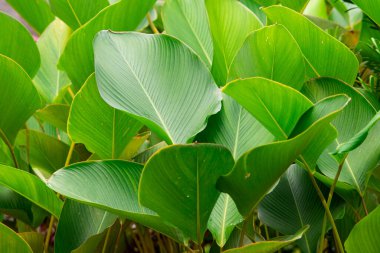 Pürüzsüz Doku ve Doğal Damarlarla Canlı Tropikal Yeşil Yapraklar Yumuşak Gün Işığındaki Egzotik Bahçeden Yeşillik Botanik Yapraklar