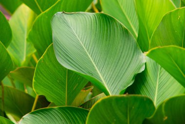 Taze Tropikal Yeşil Yapraklar Pürüzsüz Damarlar ve Canlı Yapraklar, Doğal Işık Bitkilerinin Egzotik Botanik Arkaplanı