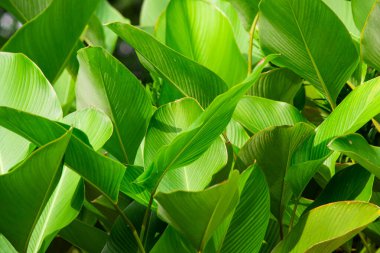 Bereketli Yeşil Calathea Lutea Dokudan Çıktı, Doğal Güneş Işığında Tropikal Calathea Yeşilliği 'nin Yakın Çekimi, Çevre dostu Tasarım İçin Egzotik Bahçe Arkaplanı