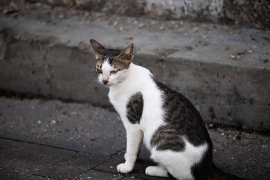 Dışarıda Beton Merdivenlerde Oturan Sokak Kedisi