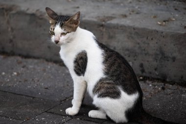 Şehir Köşkünde Oturan Yalnız Sokak Kedisi