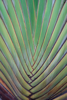 Yeşil ve Sarı Damarlı Soyut Tropikal Yaprak Deseni