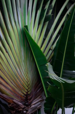 Yelpaze Avuç İçi Yaprakları Tropik Yeşil Doku ve Doğal Desenli