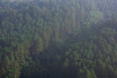 Bereketli Yeşil Dağ Vadisi Yoğun Tropikal Çam Ormanı Göksel Beyaz Sis ve Sisli Sabah Pusuyla kaplı