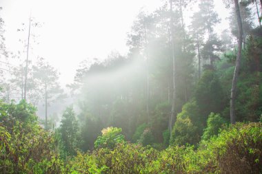 Bereketli Yeşil Tropikal Orman ve Dağ yamacındaki Çam Ağaçları Doğayı Koruma İçin Yoğun Sis Altında