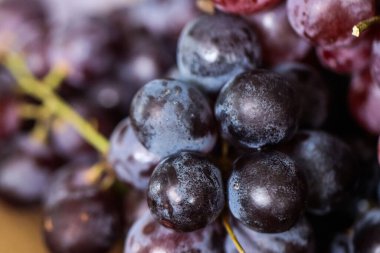 Black Grapes Bunch of Natural Bloom, Sağlıklı Yaşam İçin Organik Süper Gıda, Sağlıklı ve Beslenme İçin Esmer Mor Üzüm Özgeçmişi