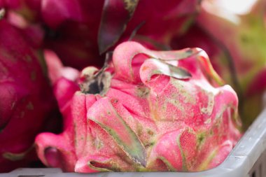 Canlı Pembe Deri ve Yeşil Pullu Taze Ejderha Meyvesi, Sağlıklı Beslenme Organik Egzotik Pitaya, Antioksidan Zengin Tropikal Meyve