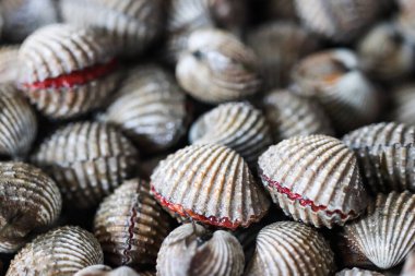 Kırmızı Hemoglobin Hortumlu Aşırı Taze Çiğ Kan Horozları, Organik Yenilebilir Midyeler Gastronomi Mutfak Malzemeleri ve Kapalı Kapılar Geleneksel Islak Pazar Deniz Protein Kaynağı