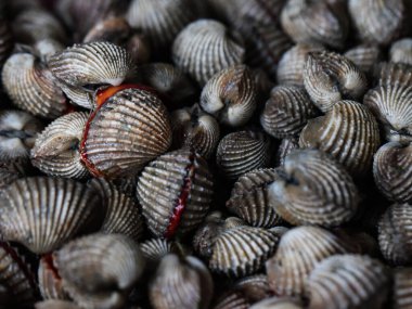 Taze Çiğ Kanlı Midye Yığını, Gastronomi Mutfak Malzemeleri İçin Organik Kan İstiridyeleri ve Geleneksel Kapalı Alan Islak Pazarı 'nda Sağlıklı Deniz Protein Kaynağı Ekstrem Kapanışı