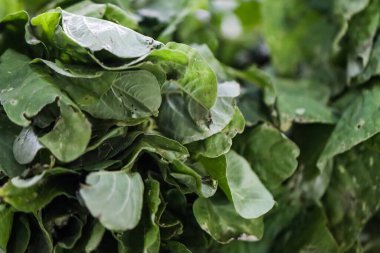 Taze Yeşil Amaranth Yaprakları 'nın Macro Dokusunu Markette Yapraklar, Gastronomi ve Sağlıklı Aşçılık İçin Organik Ispanak Paketi, Mutfak Tasarımı ve Besleyici Gıda Konsepti İçin Çiğ Yapraklı Sebze Arkaplanı