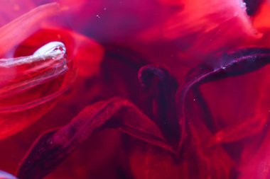 Kızıl Suya Batmış Hibiscus Petals 'ın Makro Dokuları, Fırın Kafe İçeceği Menüsü için Artistik Roselle Çay Füzyon Arkaplanı, Mutfak Sanatı İçin Sağlıklı Organik Botanik İçecekler Ayrıntıları