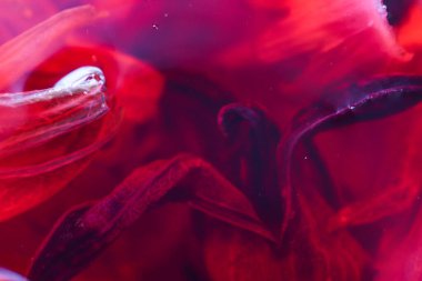 Kırmızı Hibiscus Çiçek Yapraklarının Makro Dokuları Suya Batmış,