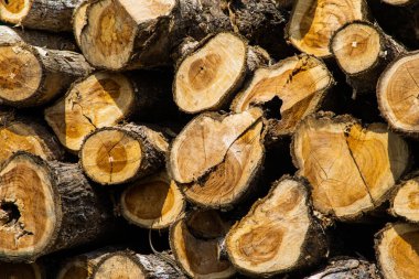 Yıllık Yüzük Dokusunu Gösteren Taze Kesilmiş Ağaç Kütükleri ve Ağaç Gövdeleri Yığını Ormansızlaştırma ve Yasadışı Kütük Kavramı