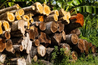 Ağaç Kesme Sandığı Yığını Ormansızlaştırma ve Yasadışı Kütük Endüstrisi Doğa Arkaplanı Konsepti