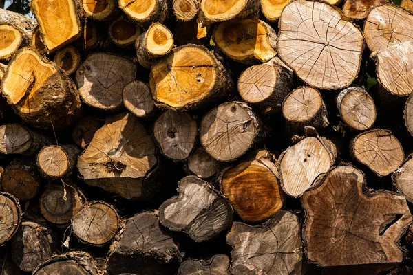 Kesilmiş Ağaç Ağacı Odunları Kamp Odunları ve Kırsal Macera Dekorasyonu için Beyaz Duvara Karşı Açık Köşede Yığılmış
