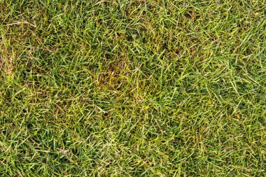 Pürüzsüz Yeşil Çimen Doku Arkaplanı, Bahçe Peyzajı için Taze Çimen Yüzeyi, Spor Sahası ve Açık Hava Çevre Arkaplanı için Doğal Organik Çimen Deseni