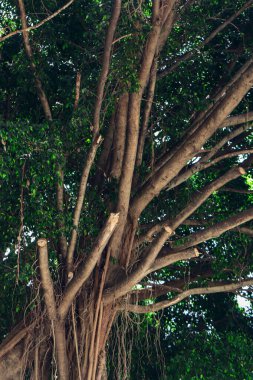Tropikal Ağaç dalından sarkan ve yemyeşil yeşillik arka planda sallanan Hava Kökleri, Ekoloji ve Çevre Tasarımı İçin Doğal Ficus Ağaç Dalı ve Kök Gelişimi