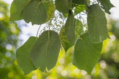 Geniş Yeşil Tik Yaprakları Ayrıntılı Damarlar ve Küçük Çiçekler, Tectona Grandis Yeşilliği Güzel Yumuşak Bokeh Arkaplanı, Doğa ve Orman İçin Tropikal Botanik Ağacı