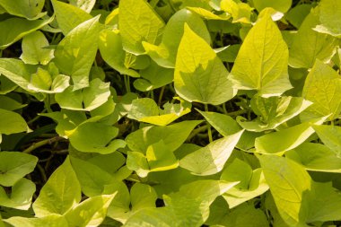 Ipomoea Batatas Margarita Tatlı Patates Vine Yeşili, Canlı Yeşil Yapraklar Doğa Arkaplanı, Tropikal Süslü Bitki Kapalı