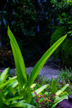 Açık Cafe 'de Yeşil Yapraklı Lush Syzygium Paniculatum Çalılığı, Bahçe Terası Dekorasyonu için Saklı Magenta Kiraz Bitkisi, Doğal Dış Tasarım Arka Planı