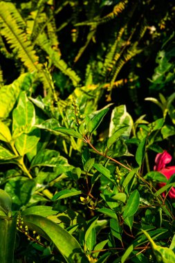 Lush Alocasia Wentii Leaf Close, Metalik Yeşil Fil Kulaklı Saksı, Botanik Doğa Geçmişi İçin Zarif Damarlı Tropikal Yaprak Detayı