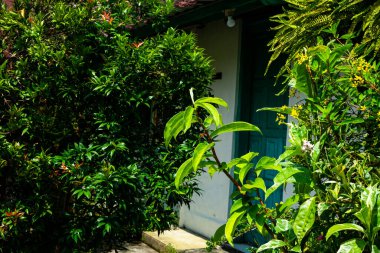 Mavi Gökyüzüne Karşı Büyük Yeşil Yapraklar, Tropikal Bahçede Ficus Lyrata Süsleme, Manzara Tasarımı İçin Taze Botanik Arkaplan