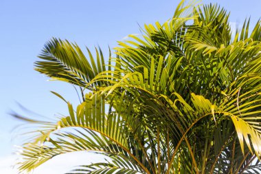 Bereketli Palmiye Yaprakları Açık Mavi Gök 'e Karşı, Parlak Güneş Işığındaki Altın Çubuk Palmiye Önleri' ne Yakın, Yaz Doğası ve Tatil İçin Tropikal Botanik Arkaplanı