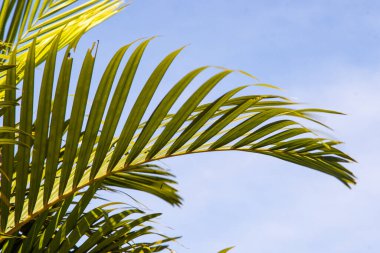 Temiz Mavi Gökyüzü Arkaplanına Karşı Yeşil Palmiye Önü Eğrisi, Parlak Güneş Işığında Egzotik PinNate Yaprağı, Doğa ve Yaz Konsepti İçin Minimalist Tropikal Botanik Yaprakları