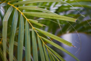 Yeşil Alanın Aşırı Yakın Çekimi Palm Leaf dokusu, Dypsis Lutescens Frond 'un Detaylı Macro' su Sarı Kökle, Doğa ve Minimalist Tasarım İçin Tropikal Botanik Desen Arkaplanı