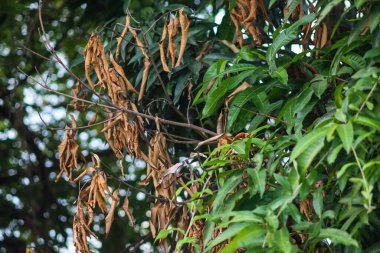 Sarı Buds ile Galphimia Glauca Altın Duş Bitkisi, Sunlit Garden Tropikal Yeşil Yeşillik, Botanik Doğa Tasarımı için Süslü Çalı ve Fern Arkaplanı