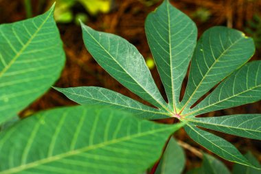 Tropikal Tarım Çiftliği 'nde Palmat Deseni ve Yeşil Damar Dokusunun yer aldığı Cassava Yaprağı Yakın Çekim