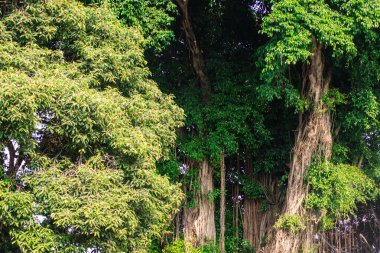Tropikal Park 'ta Büyük Hava Kökleri ve Yoğun Yeşil Yapraklı Banyan Ağacı Sabah Güneşi Altında