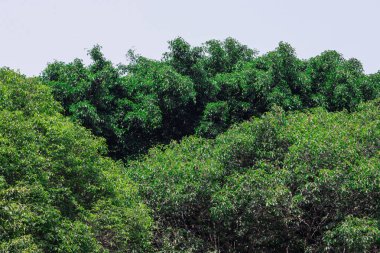 Yoğun Yeşil Yapraklar Tropikal Doğa Arkaplanında Açık Gökyüzüne Karşı Banyan Ağacı Örtüsü Yaprakları