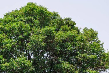 Tropikal Orman 'da Açık Beyaz Gökyüzüne Karşı Yoğun Yeşil Yapraklar Örnekli Banyan Ağacı Yaprağı Yaprağı