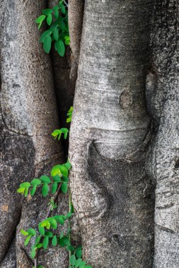 Büyük Ağaç gövdesinde filizlenen Yeşil Epifitik Yapraklar Tropikal Bahçede Kabuk Kabuğu Arkaplanı