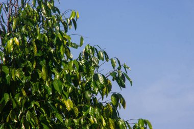 Lush Ficus Lyrata Yaprak Dokuları ve Doğa ve Tropikal Konsept için Kemancı Yaprak İncili Yeşilliği