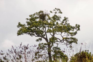 Geniş Dalları Yayılan Büyük Tropikal Ağaç ve Bulanık Önplanı Bulanık Gökyüzüne Karşı Yeşil Yaprak