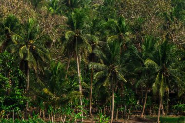 Yoğun Tropikal Orman 'da bereketli Hindistan cevizi palmiyeleri. Yeşil Fronds' ta güneş ışığı parlıyor ve muz bitkileri arka planda.