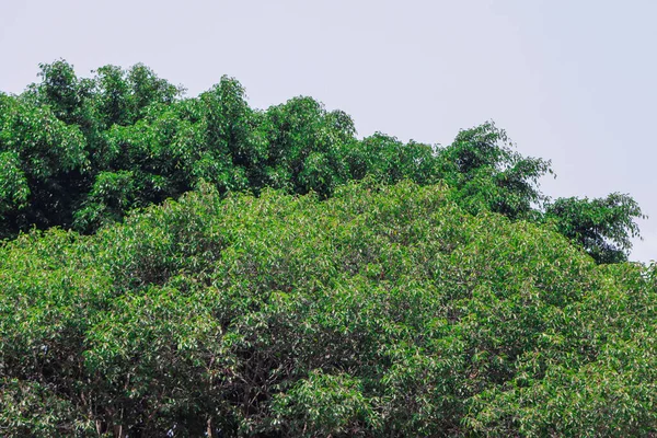 Bereketli Yeşil Yapraklar Tropikal Banyan Ağacı Örtüsü Doğal Güneş Işığı ve Yoğun Yapraklar Şablonu