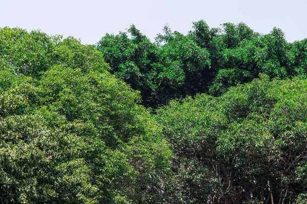 Banyan Ağacı Kalıbının Yeşil Yaprakları Parlak Temiz Gökyüzü Arkaplanına Karşı Yoğun Yapraklı Yapraklar