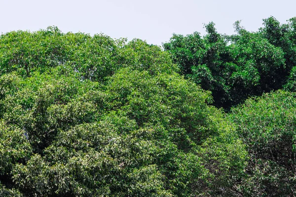 Banyan Ağacı 'nın yemyeşil örtülü dokusu Yumuşak Doğal Güneş Işığına maruz kalan Tropikal Orman' da Yapraklar