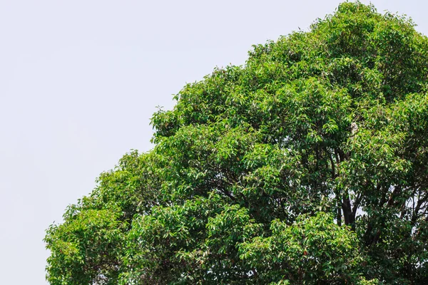 Banyan Ağacı Örtüsünün yemyeşil Yaprakları Tropikal Orman Arkaplanında Örtüşüyor