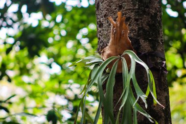 Staghorn Fern Platycerium Bitkisi Ağaç Gövdesinde yetişiyor Güzel Yeşil Bokeh Arkaplanlı